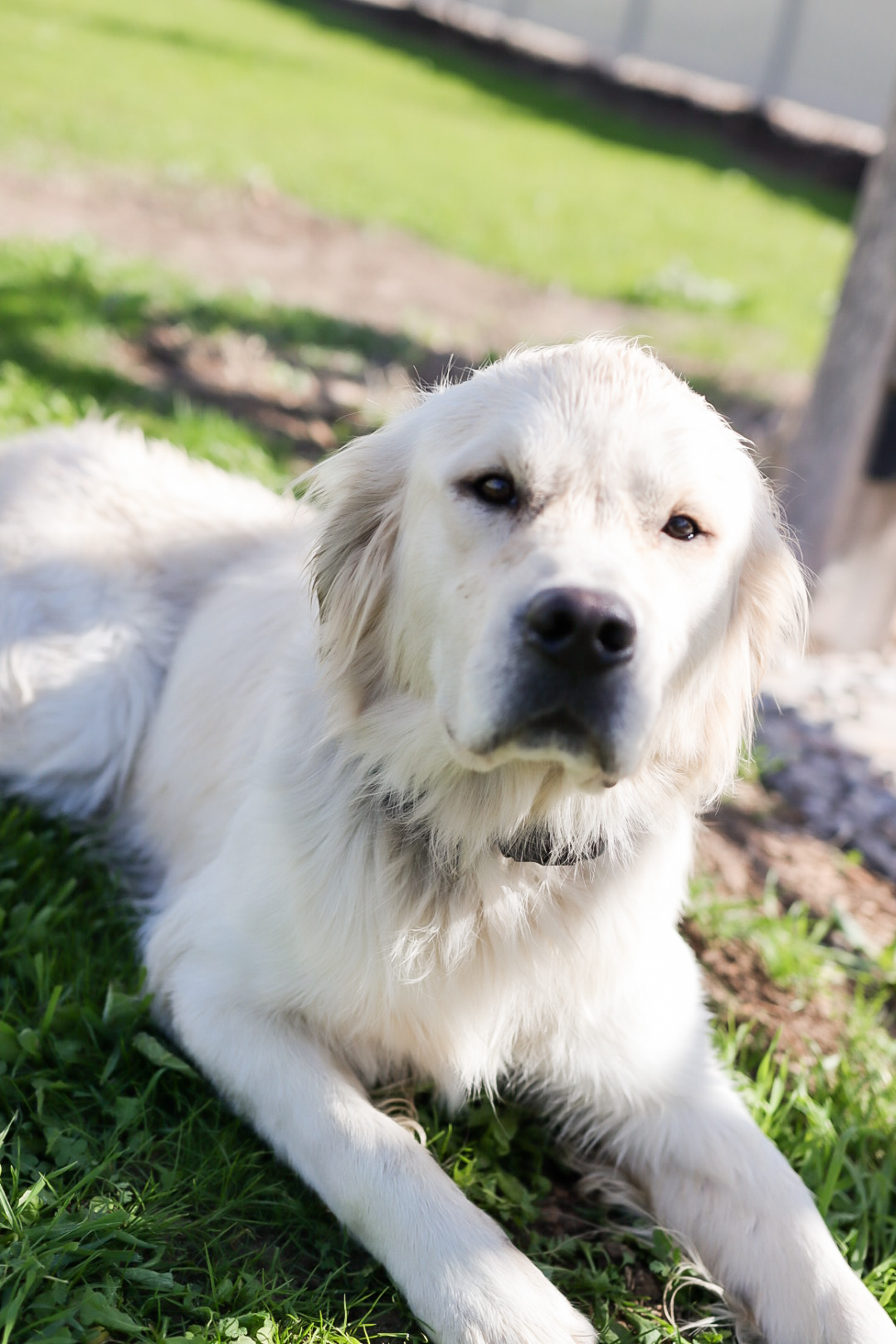 animal reiki